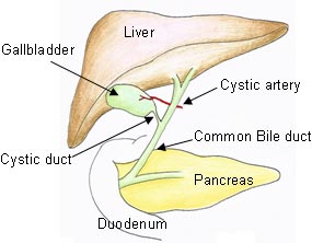 Biliary Tract