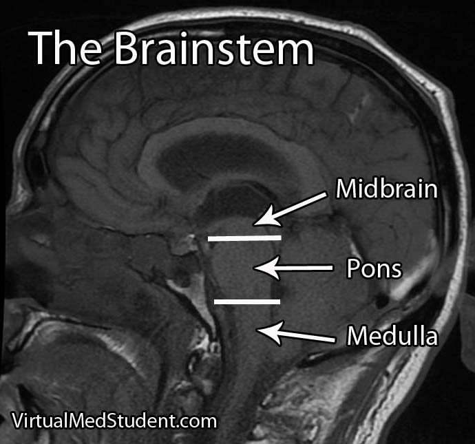 Brainstem Anatomy