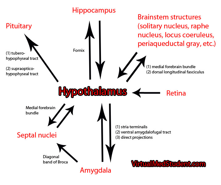 Hypothalamus Connections