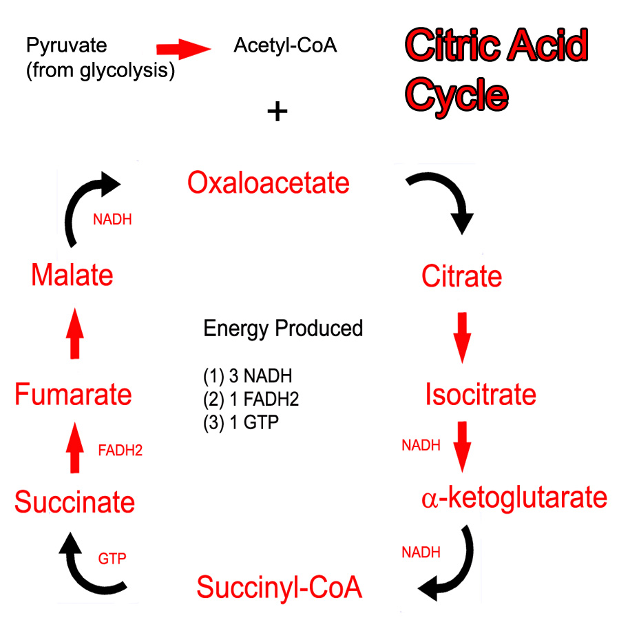 Where Are The Enzymes Located In The Citric Acid Cycle