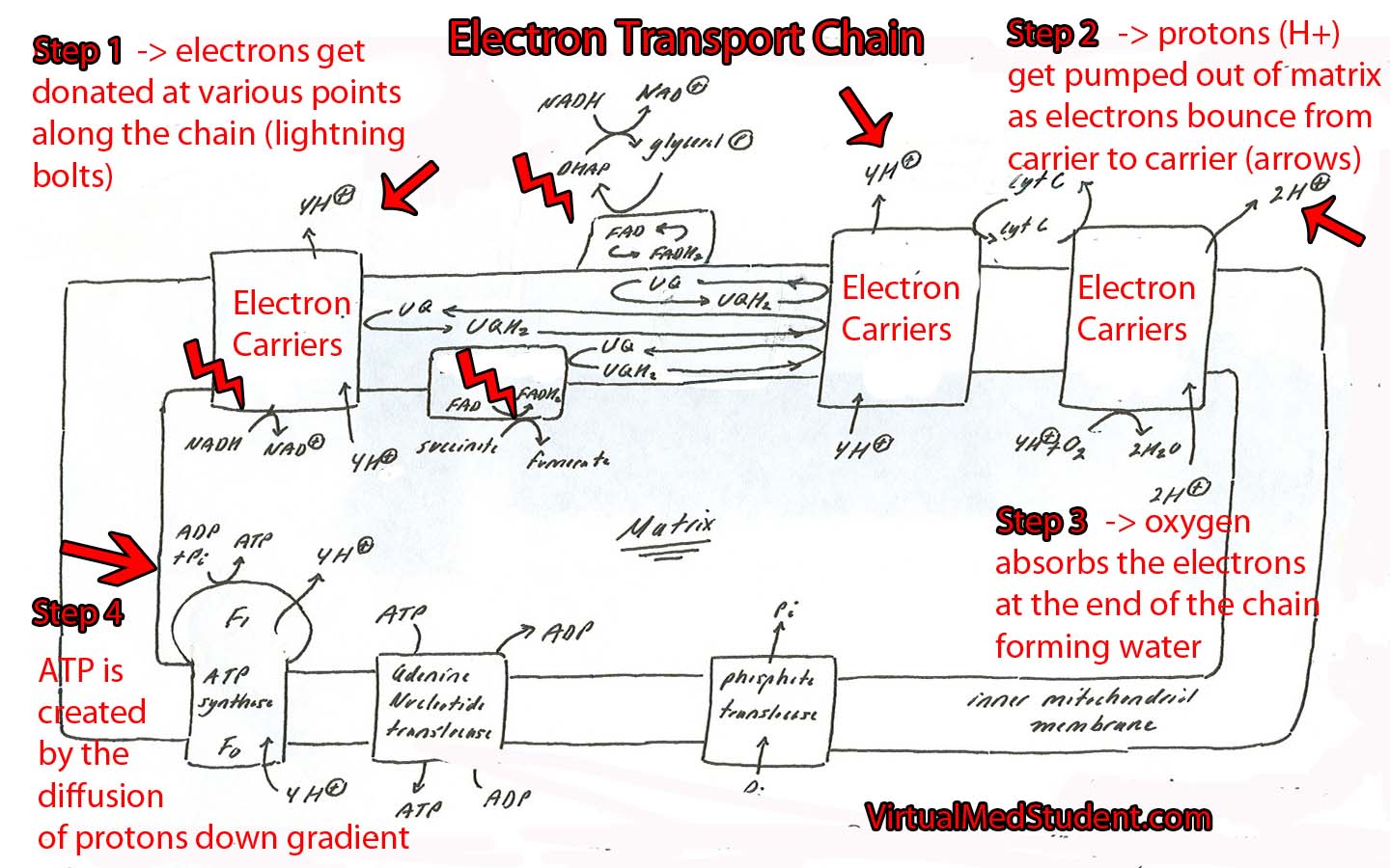 Electron Transport Chain Schematic