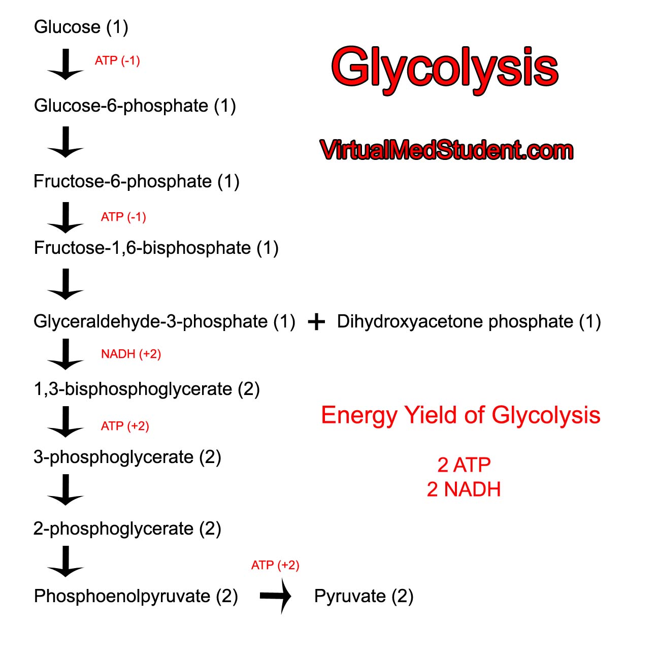 critical thinking questions about glycolysis