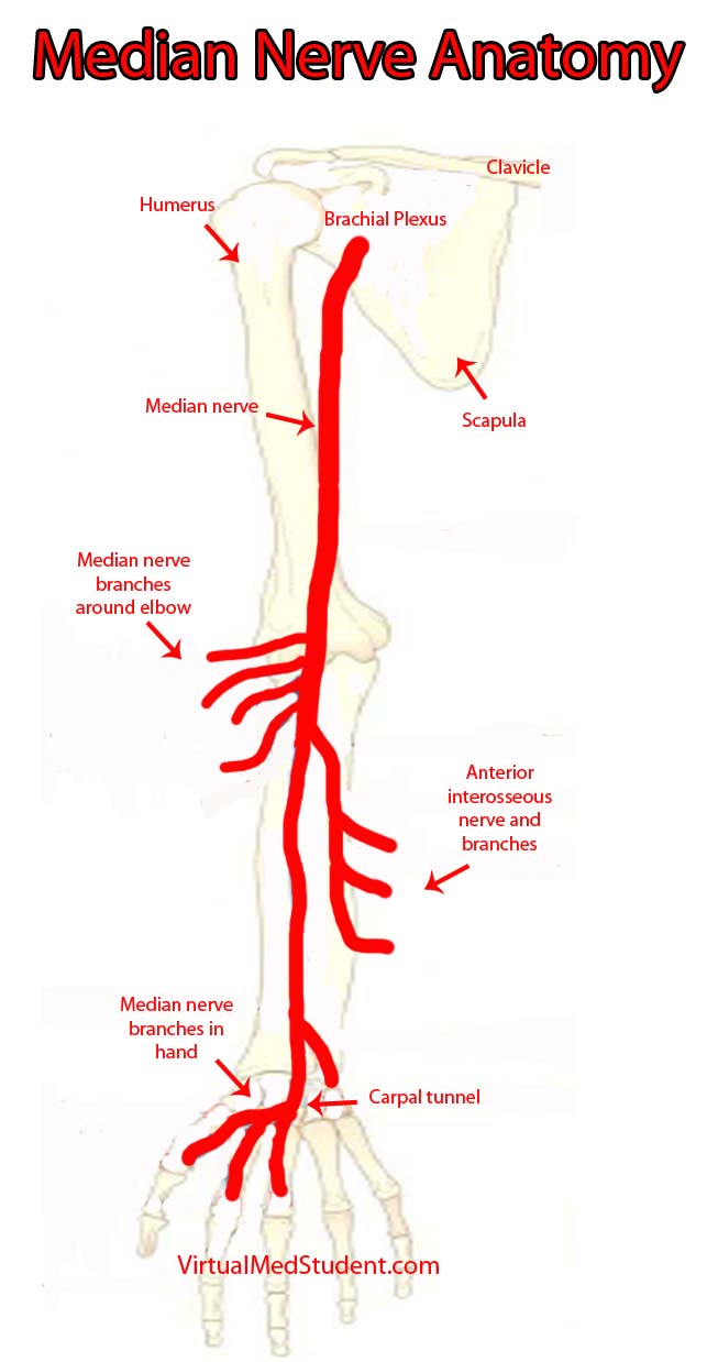 Radial Nerve Course
