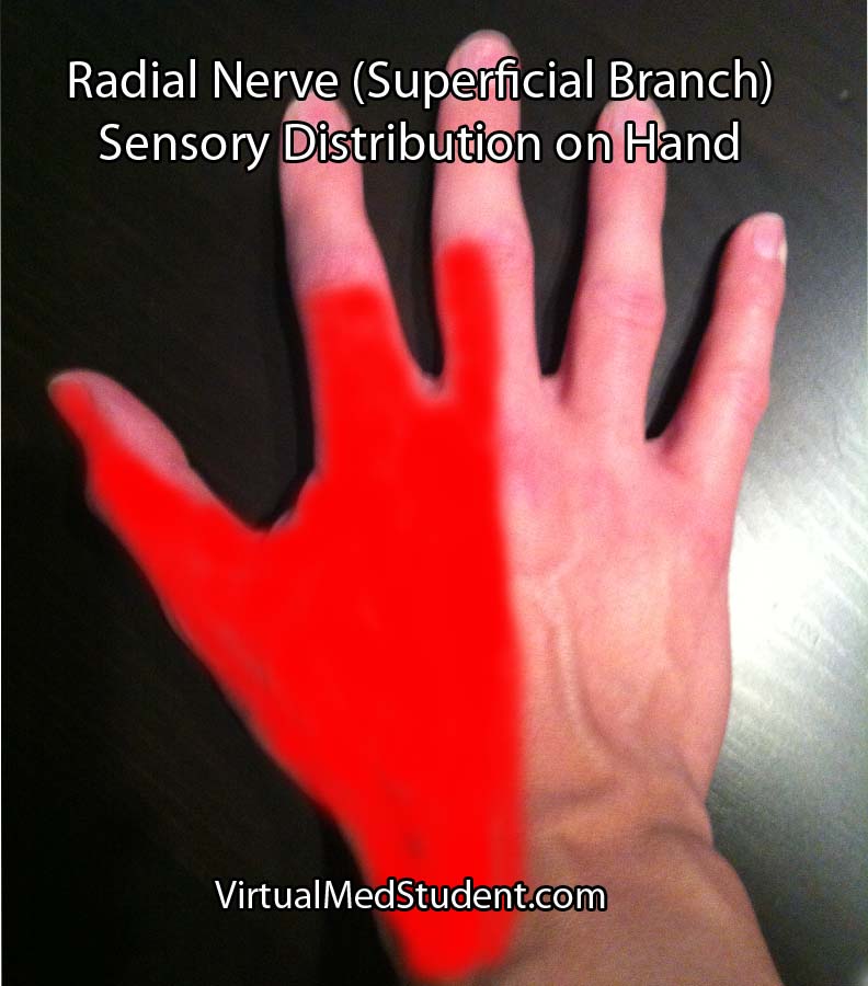 Radial Nerve Sensory Distribution in Hand