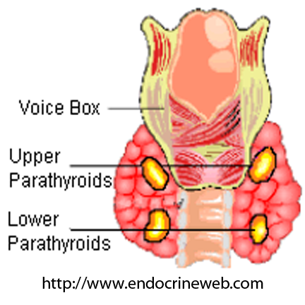 Parathyroids