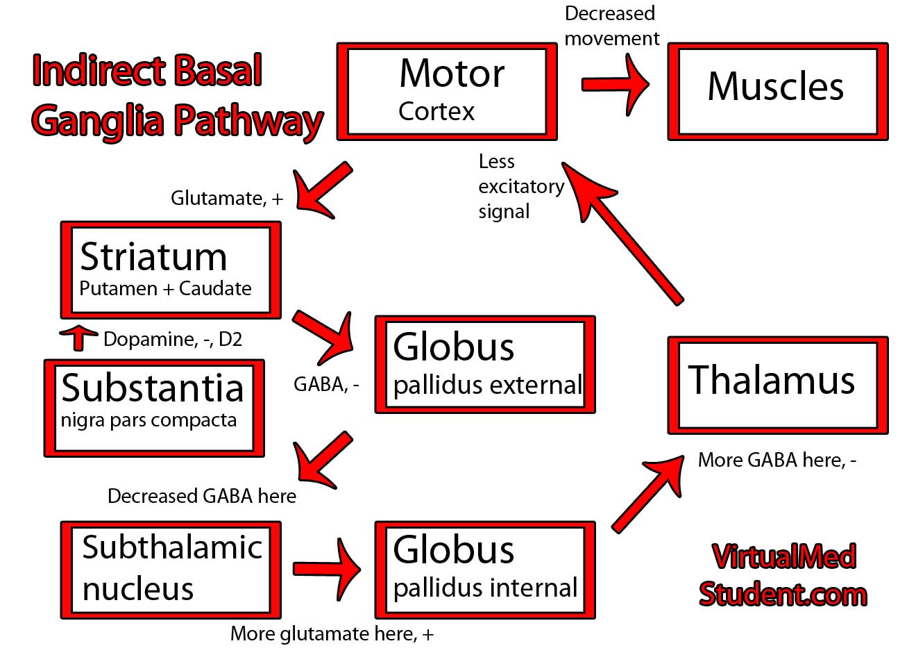 Basal Ganglia Indirect Pathway Schematic